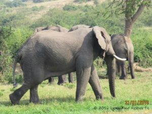 Our behavior was the trigger for the elephants to decamp