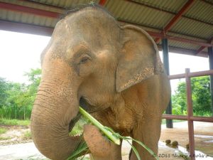 Elephant (Indonesia)