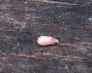 Yes this is a piece of finger: The result of forgetting that a wild animal is not a pet...