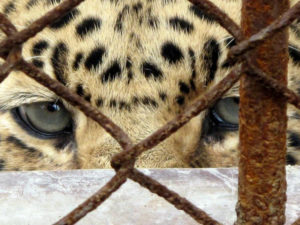 Asian leopard (China)