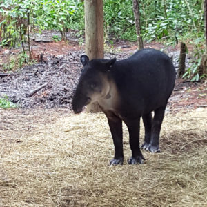 Tapir at the Belize Zoo