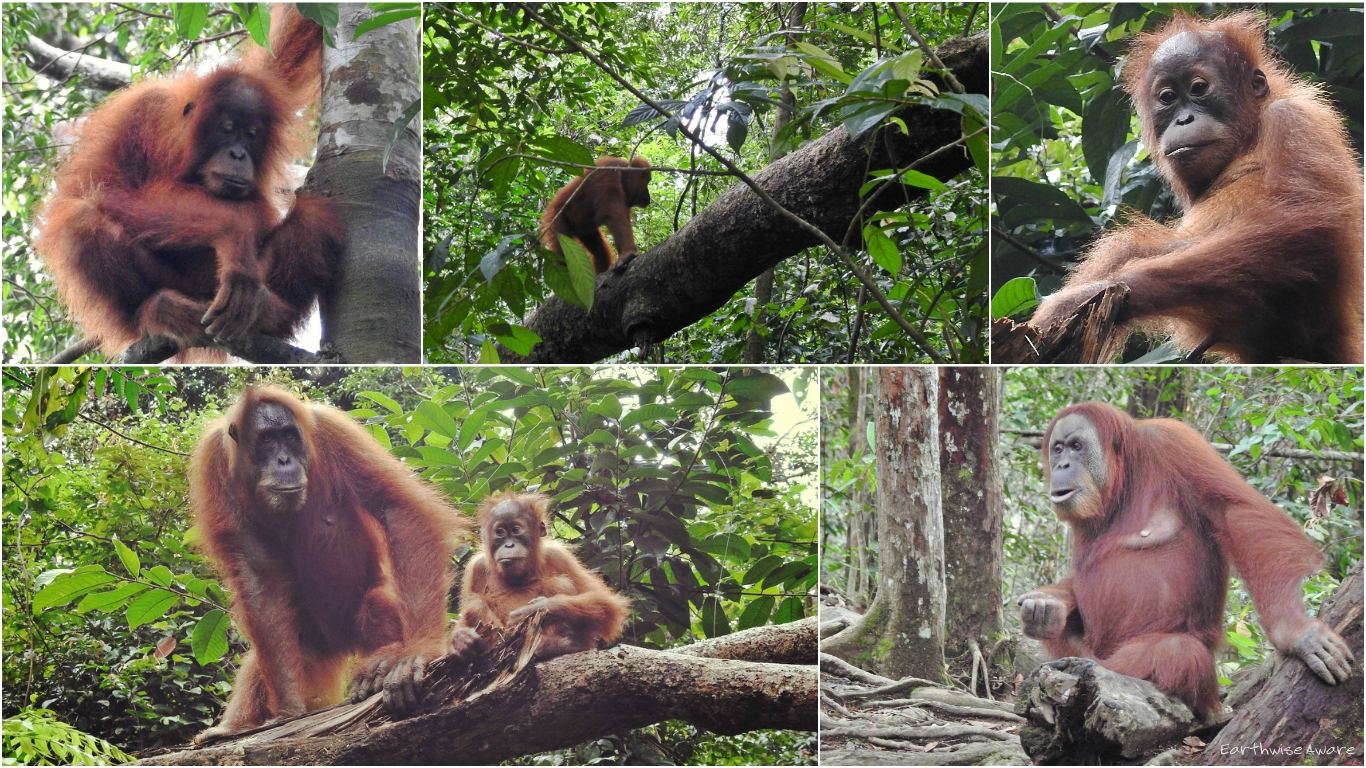The Red Apes of Bukit —How Ethical is Orangutan Tourism? – Earthwise Aware