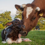 Cow with Calf