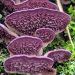 Purple Polypore