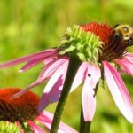 Help our Insects ▹ Join the Somerville Pollinator Project!