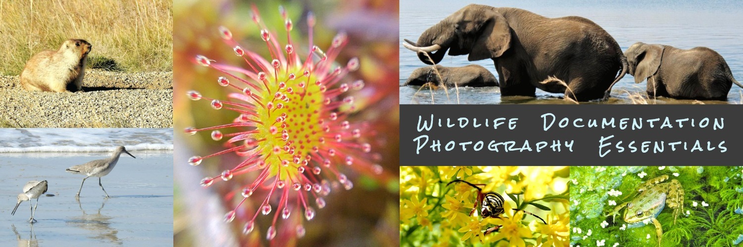 Wildlife Documentation Photography Essentials