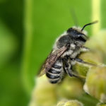 Wasps Biosurveillance and Milkweed Haven