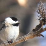Birds in Winter, and the Fascinating Brain of a Chickadee