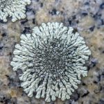 Lichens-2