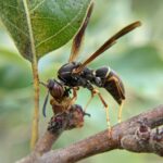 Northern paper wasp | © Claire O'Neill, some rights reserved (CC-BY-NC)